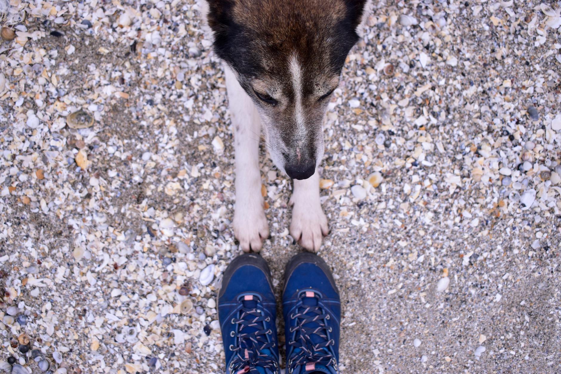 7 Best Dog Boots That Actually Stay On (2026)