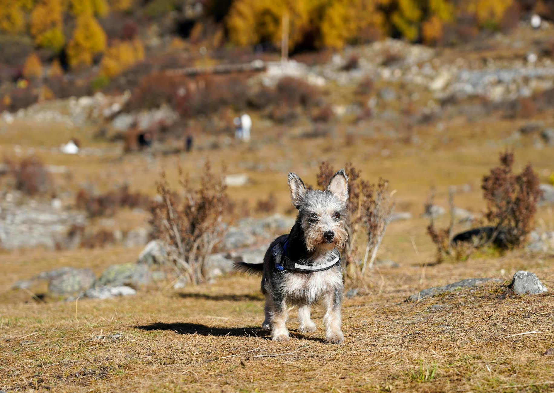Dog on an outdoor hiking adventure wearing protective gear
