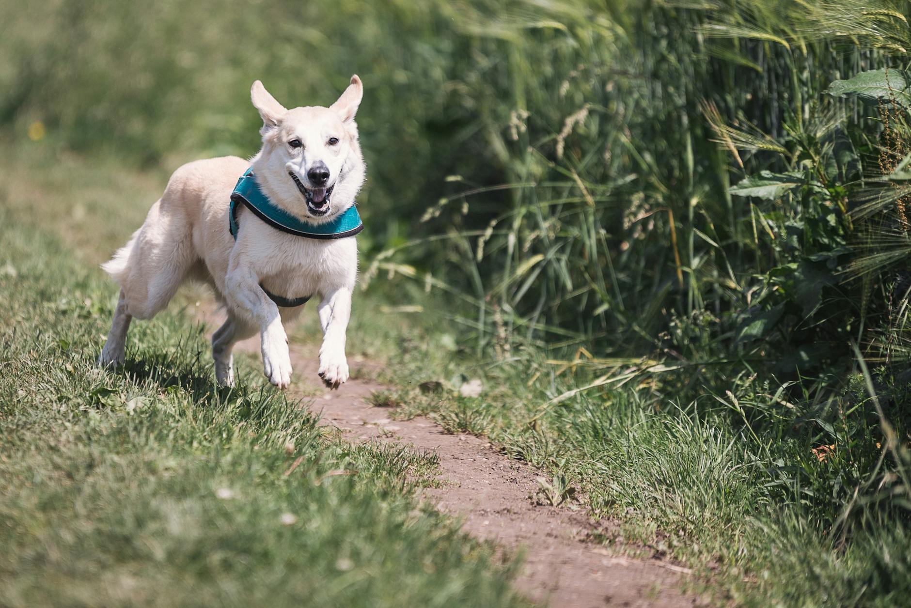 Dog wearing a canicross harness while running on a trail