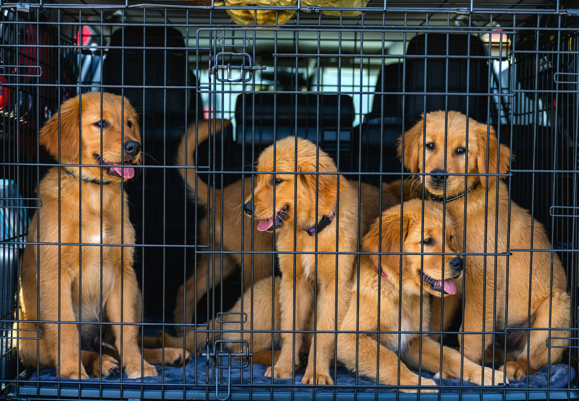 Best Collapsible Dog Travel Crates Compared (2026)