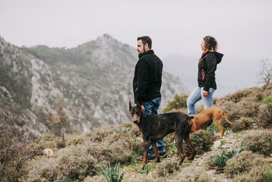 Couple hiking with their dogs in scenic mountain terrain with first aid essentials