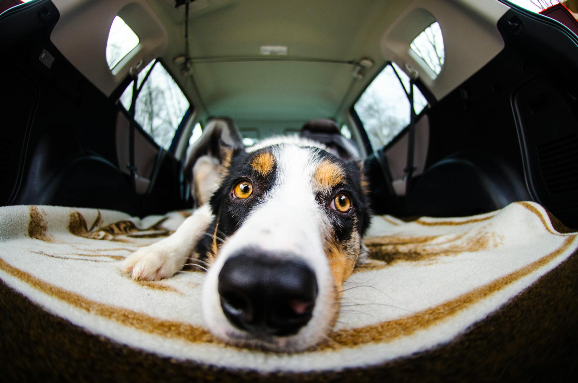 Happy dog riding in the backseat of a car with seat protection