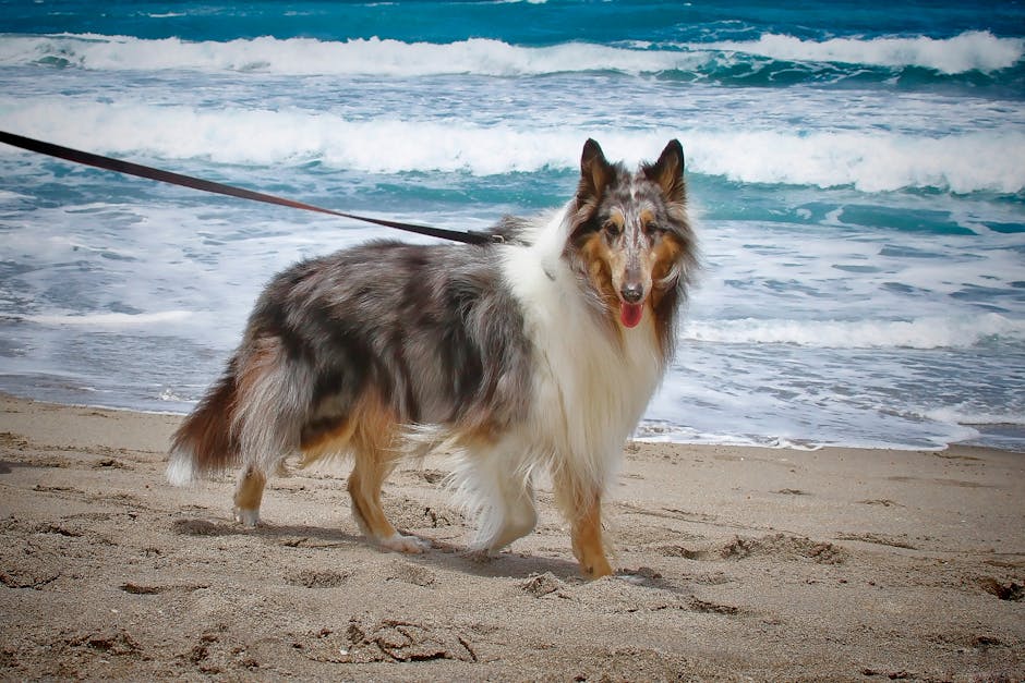 Dog playing at the beach with waves