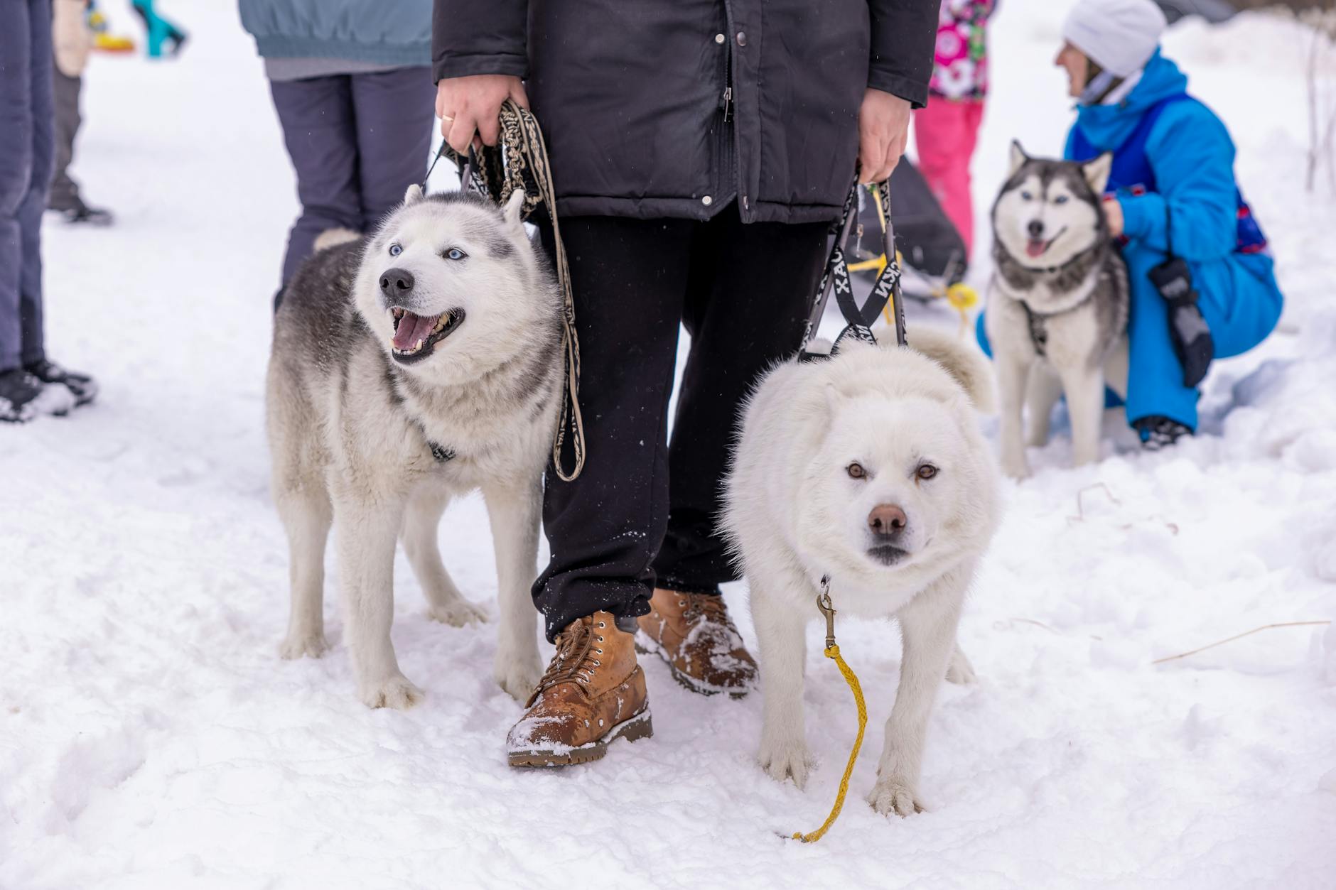 Dog boots being tested on snowy outdoor terrain