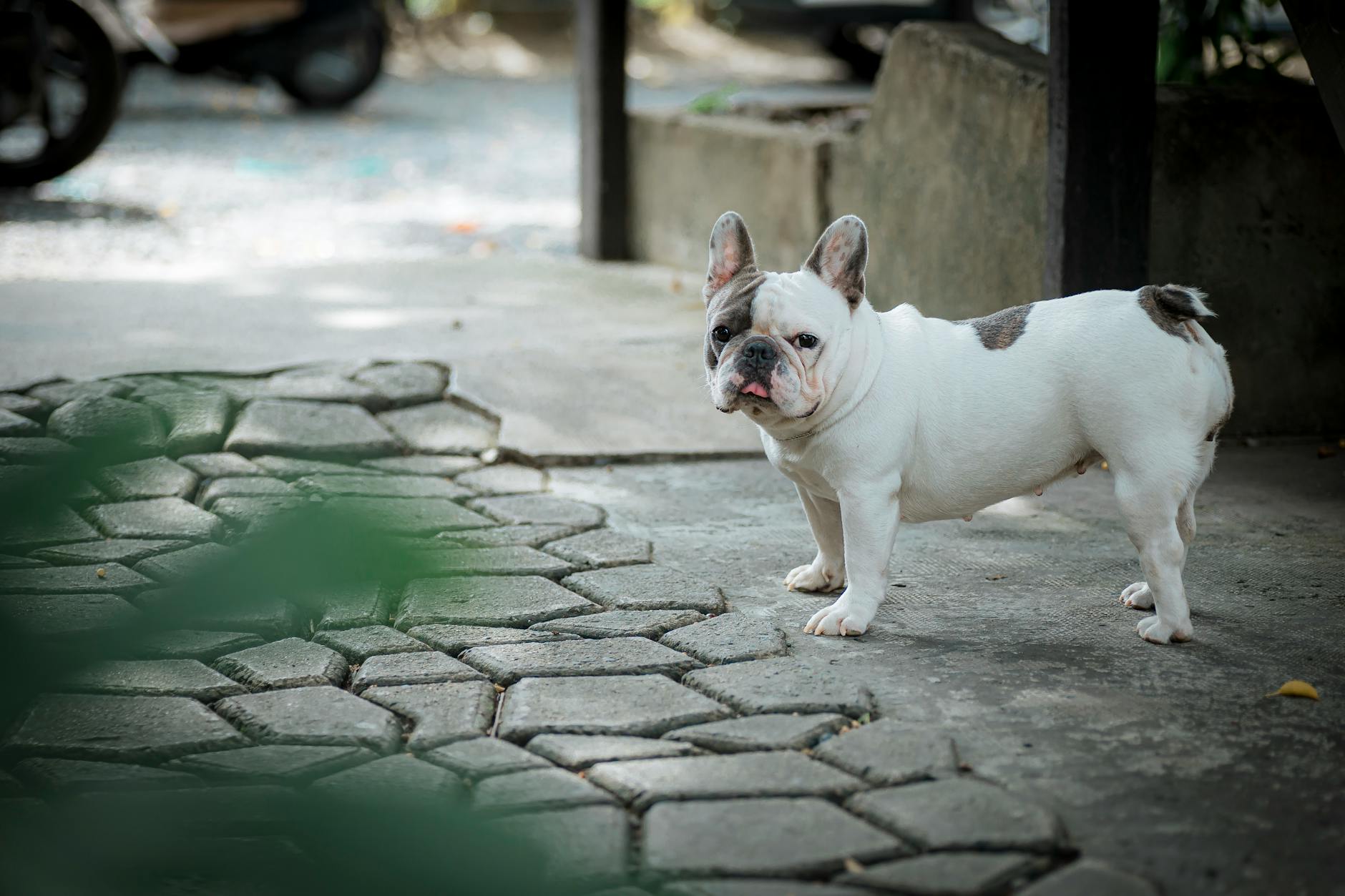 Best Dog Boots for Hot Pavement: 7 Top Picks (2026)
