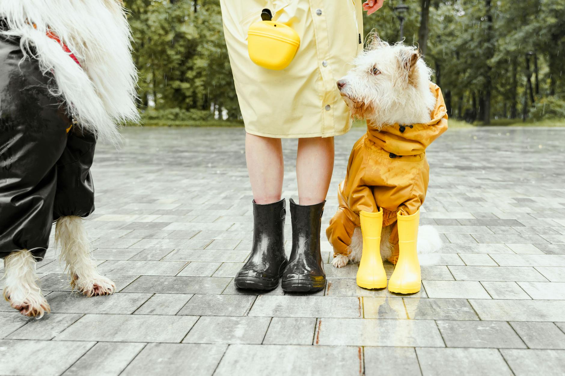 Dog wearing summer boots for hot pavement protection