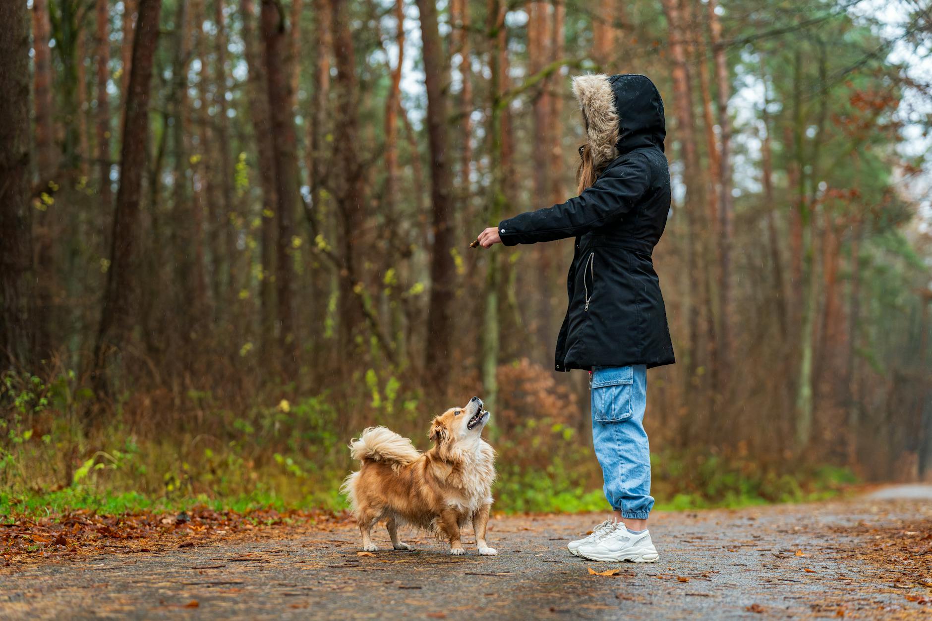 Dog learning to walk in protective boots