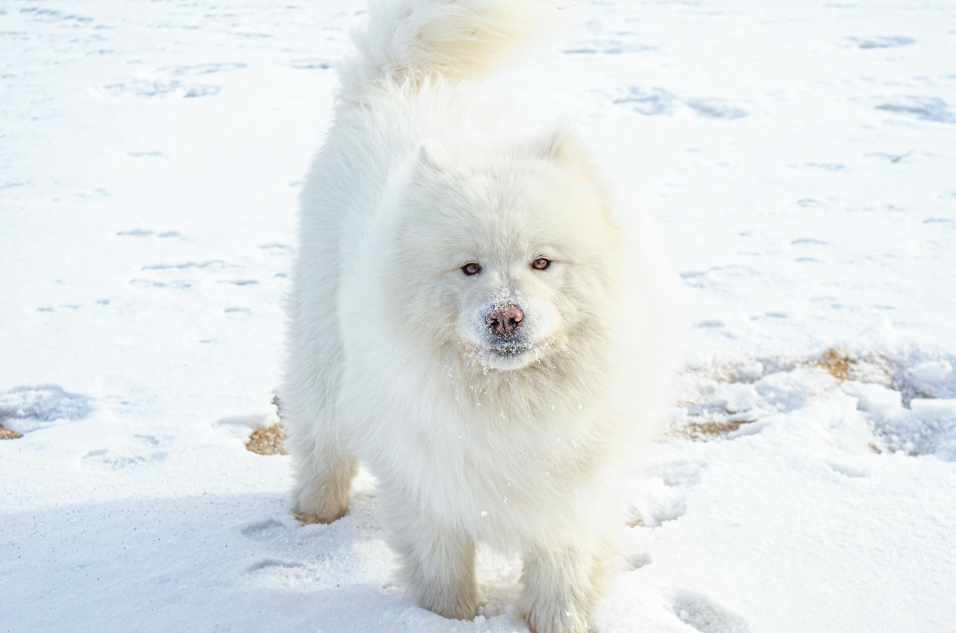 Different dog breeds in winter snow conditions