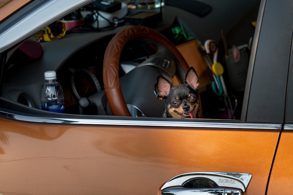 Dog sitting on a protective car seat cover