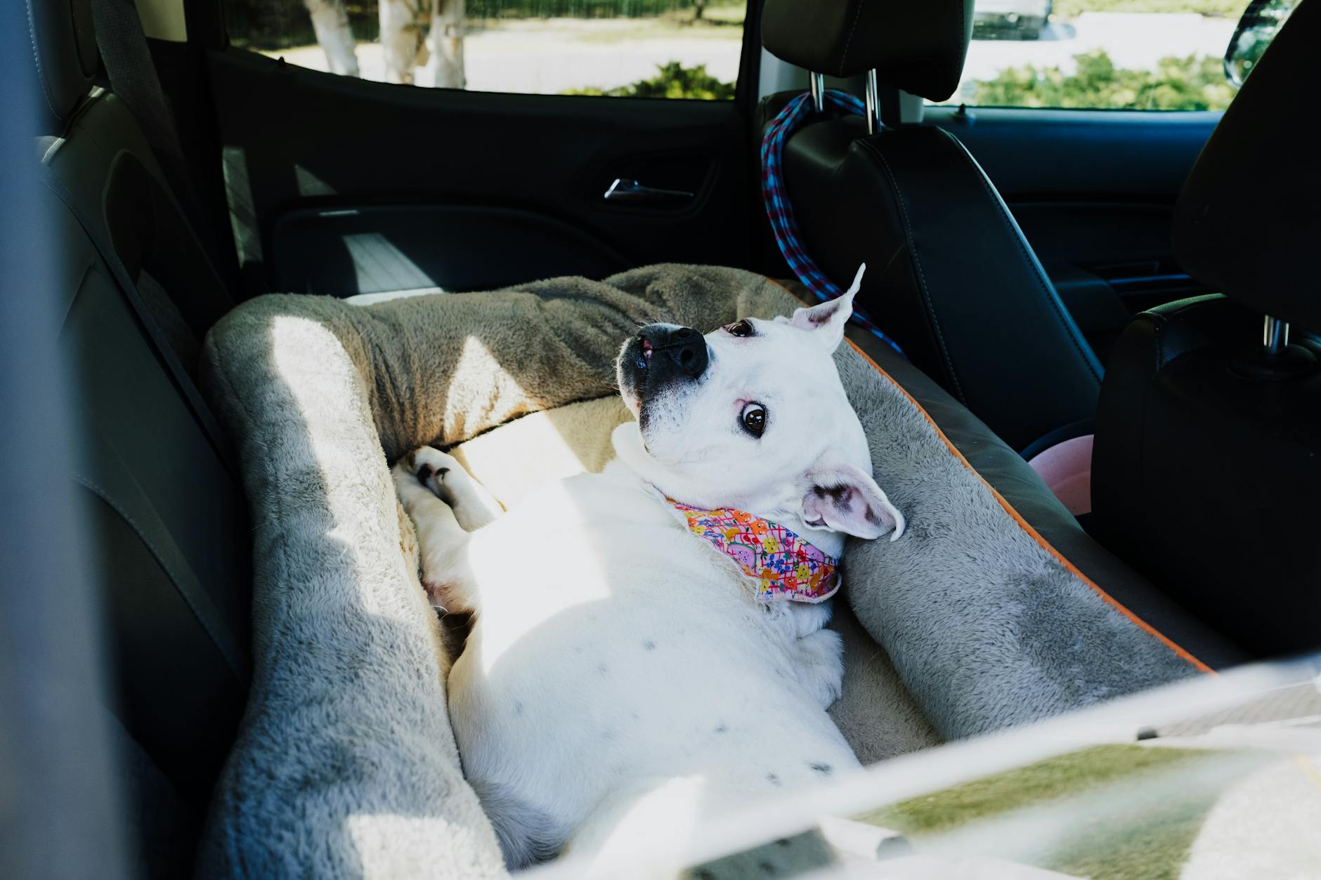 Dog safely secured in travel crate during road trip
