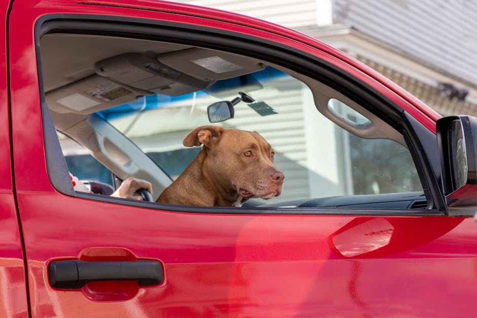 Dog secured safely in the back seat of a car