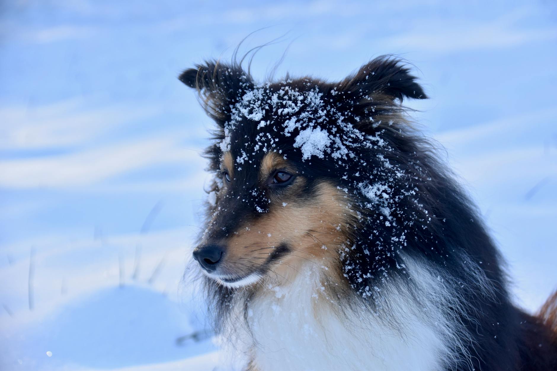 Dog hiking in cold weather conditions