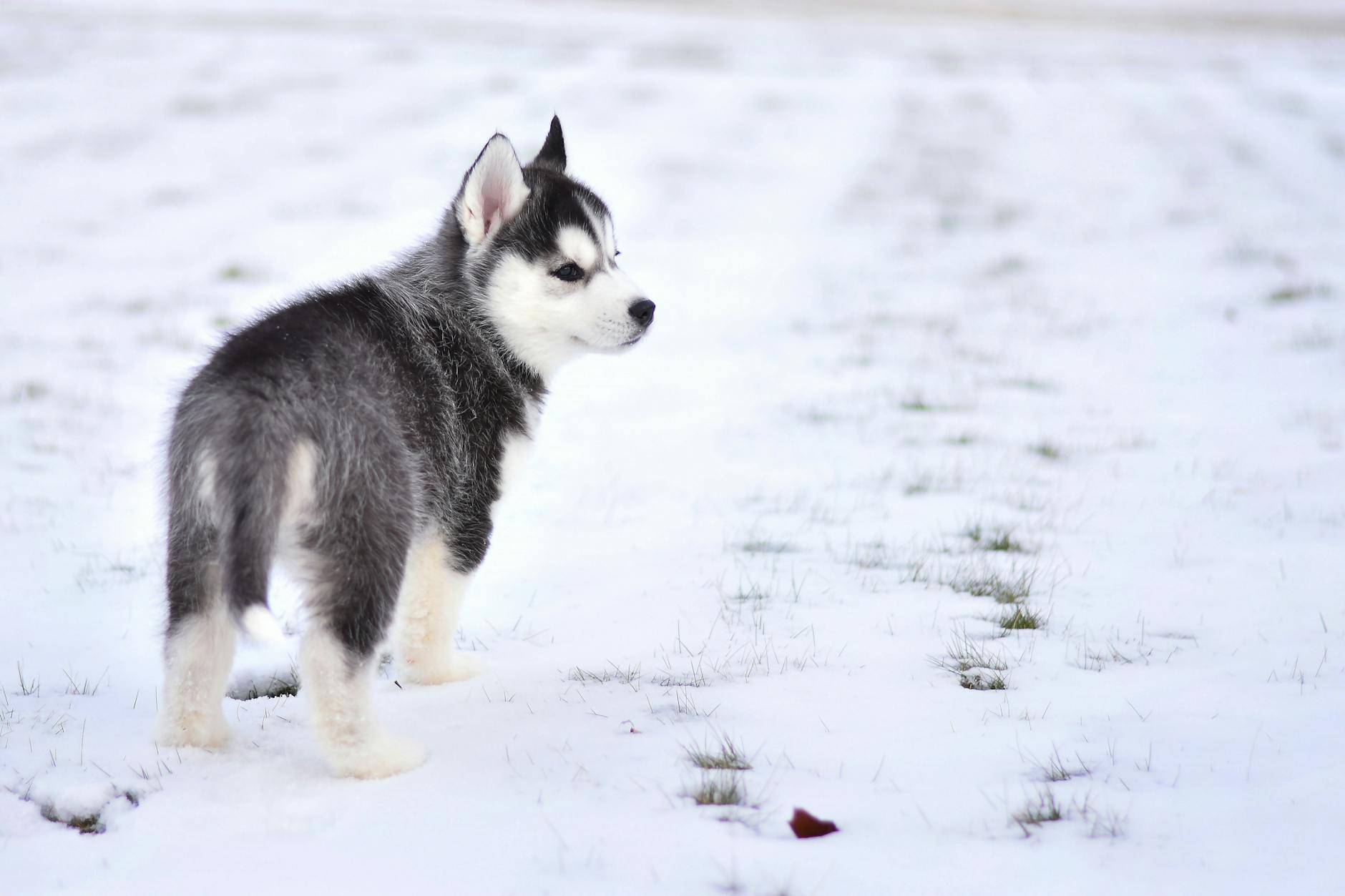 How Cold Is Too Cold for Dogs? Vet Guidelines (2026)
