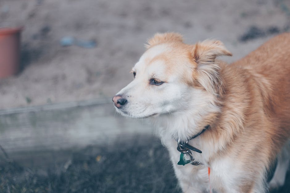 Dog wearing a collar outdoors ready for GPS tracking on hiking adventures