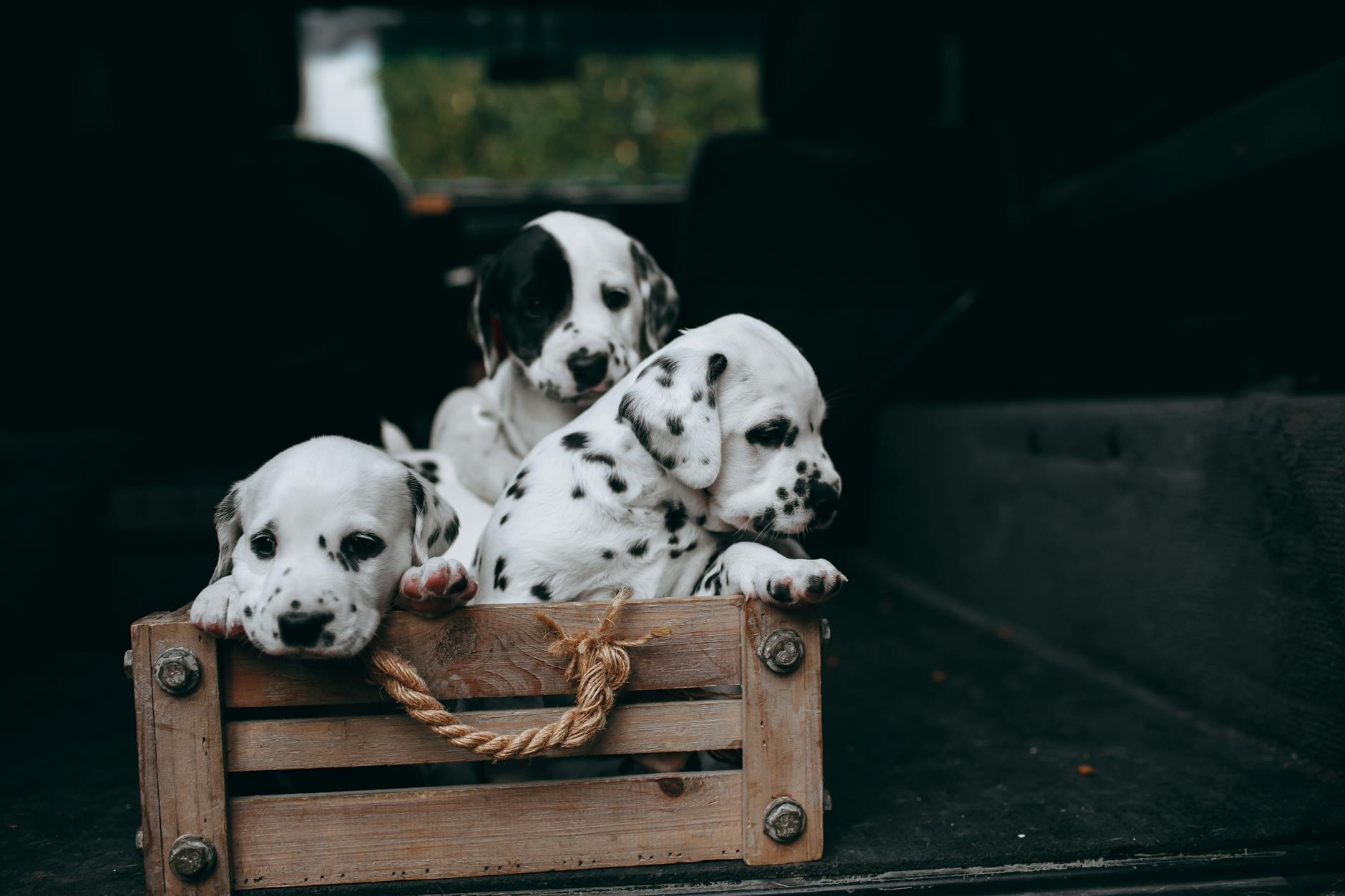 Dog resting comfortably in a folding crate