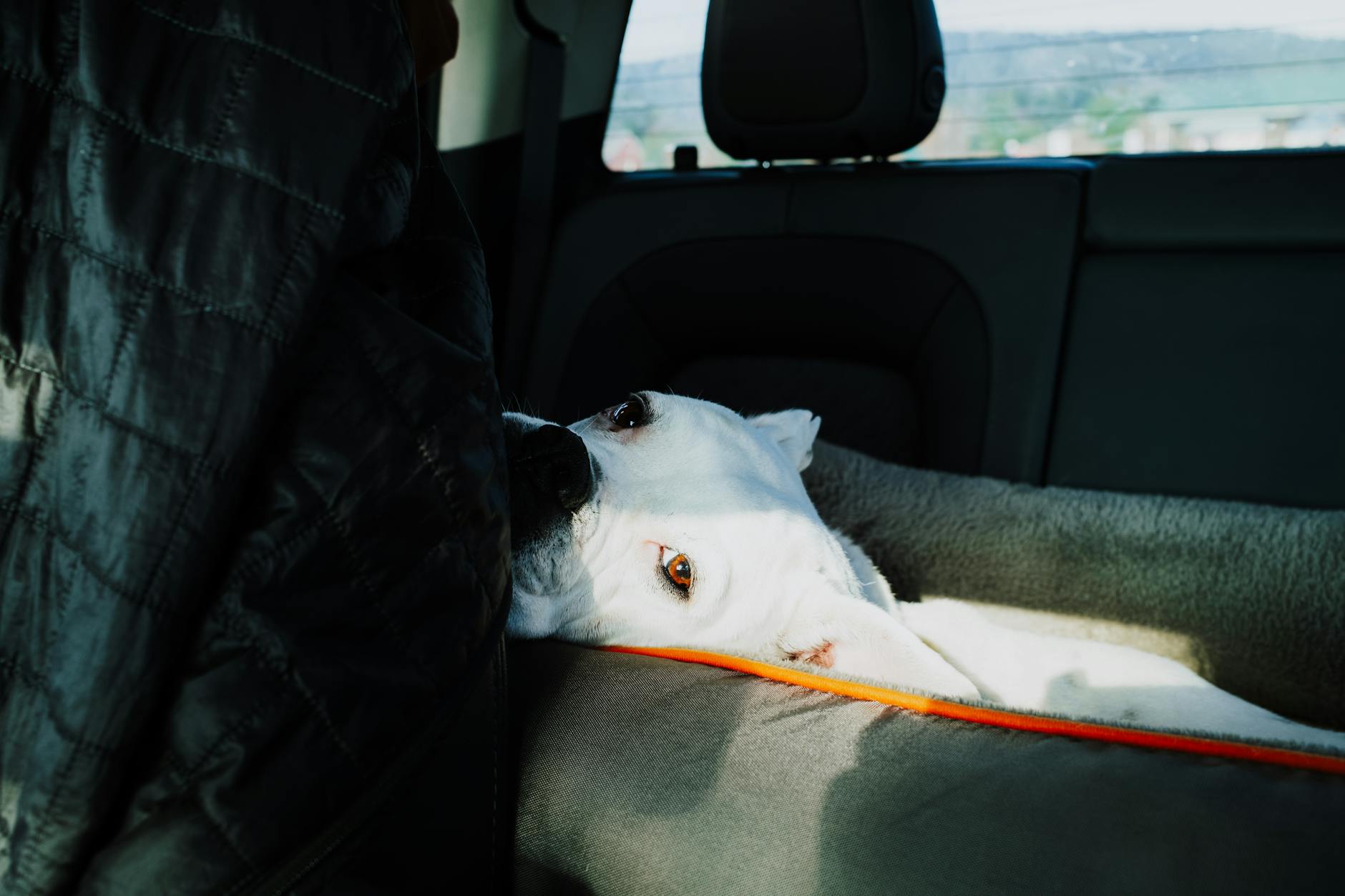 Dog sitting on a hammock-style car seat cover in the backseat