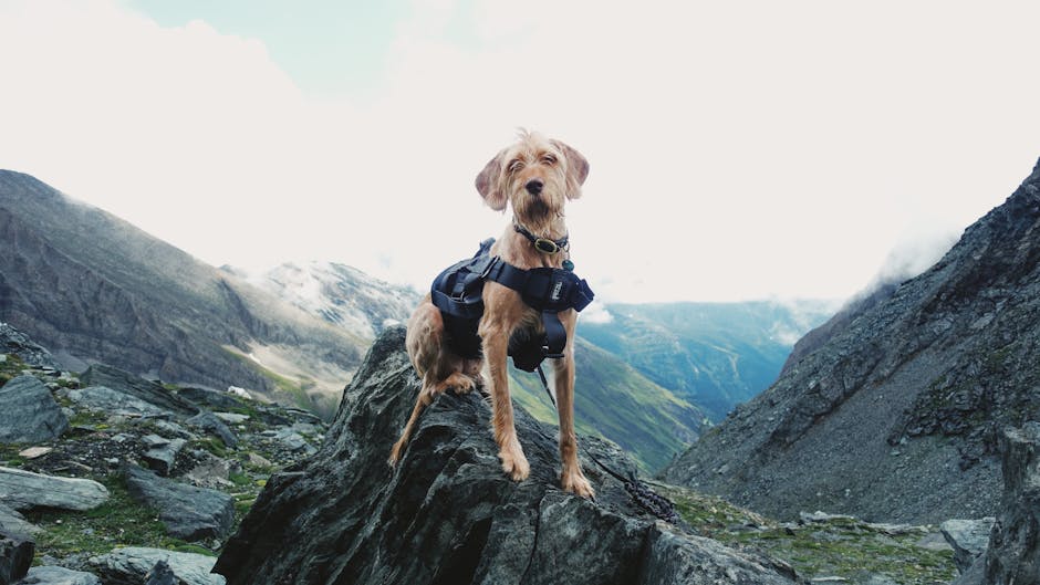 Dog wearing harness on a mountain hiking trail ready for outdoor adventure