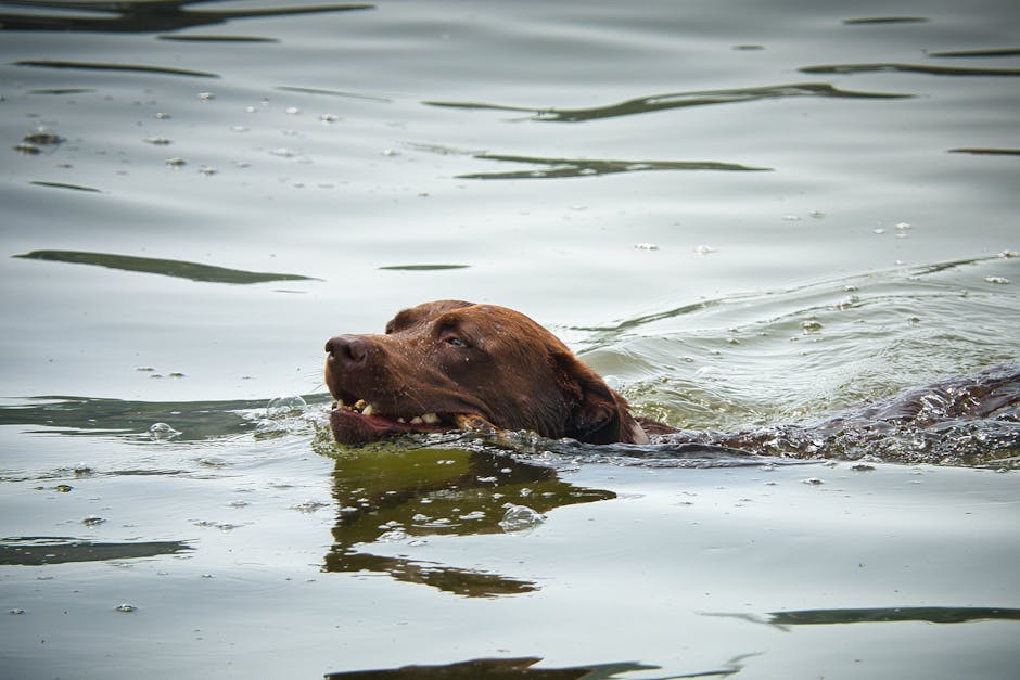 Dog wearing a life jacket swimming in a lake