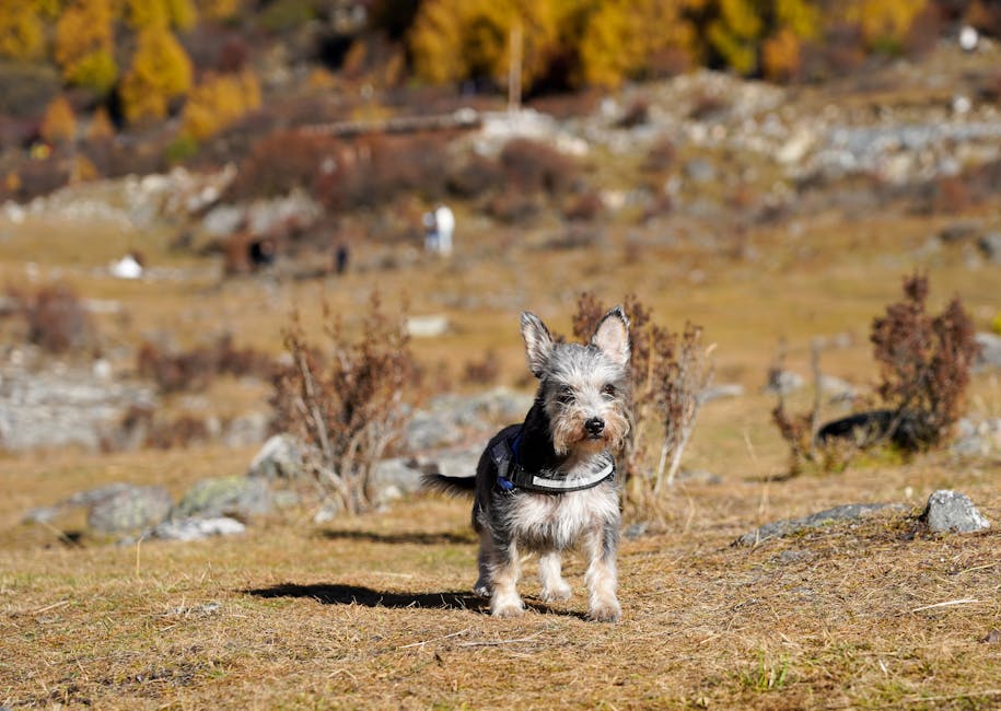 Dog hiking in the mountains with owner