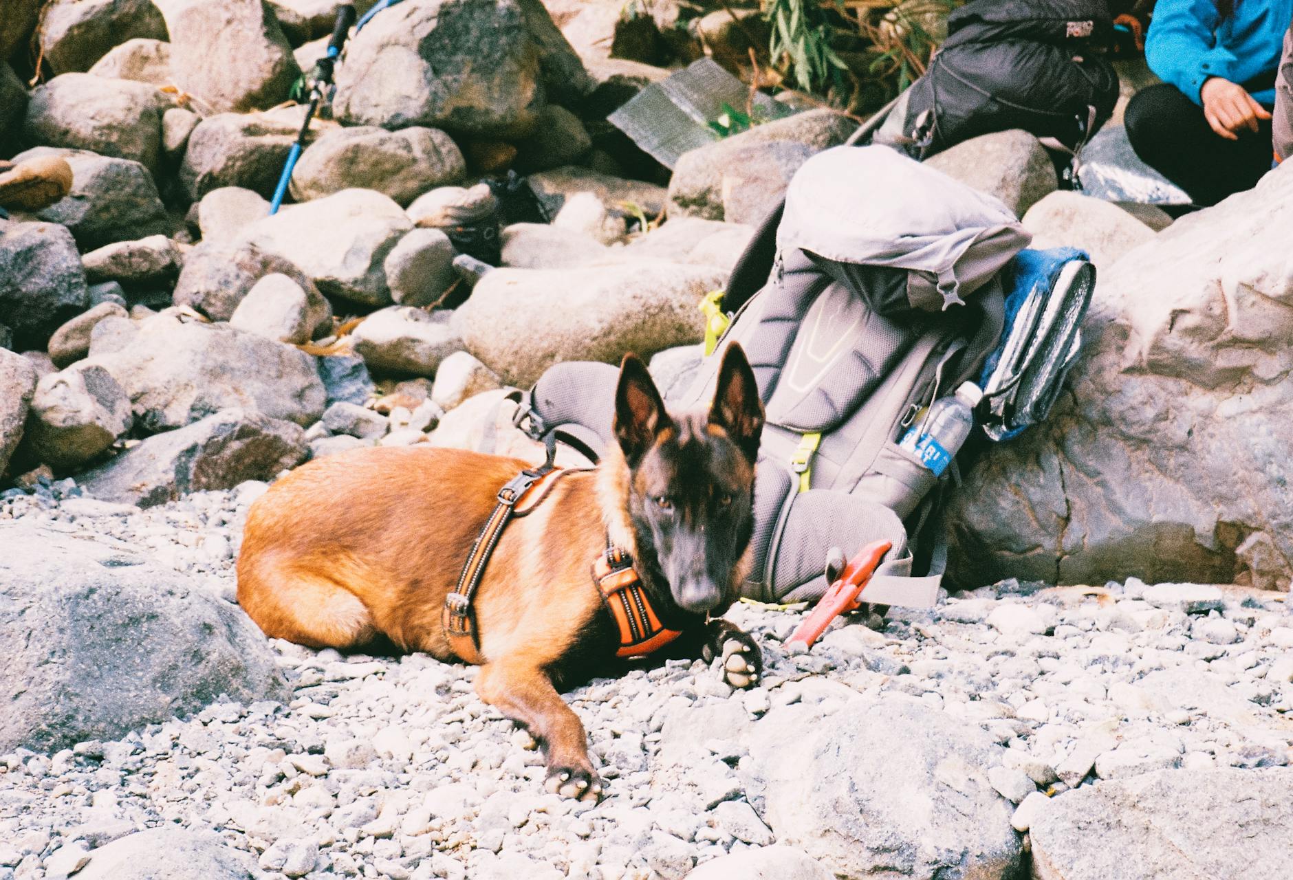 Dog with hiking gear on multi-day winter adventure