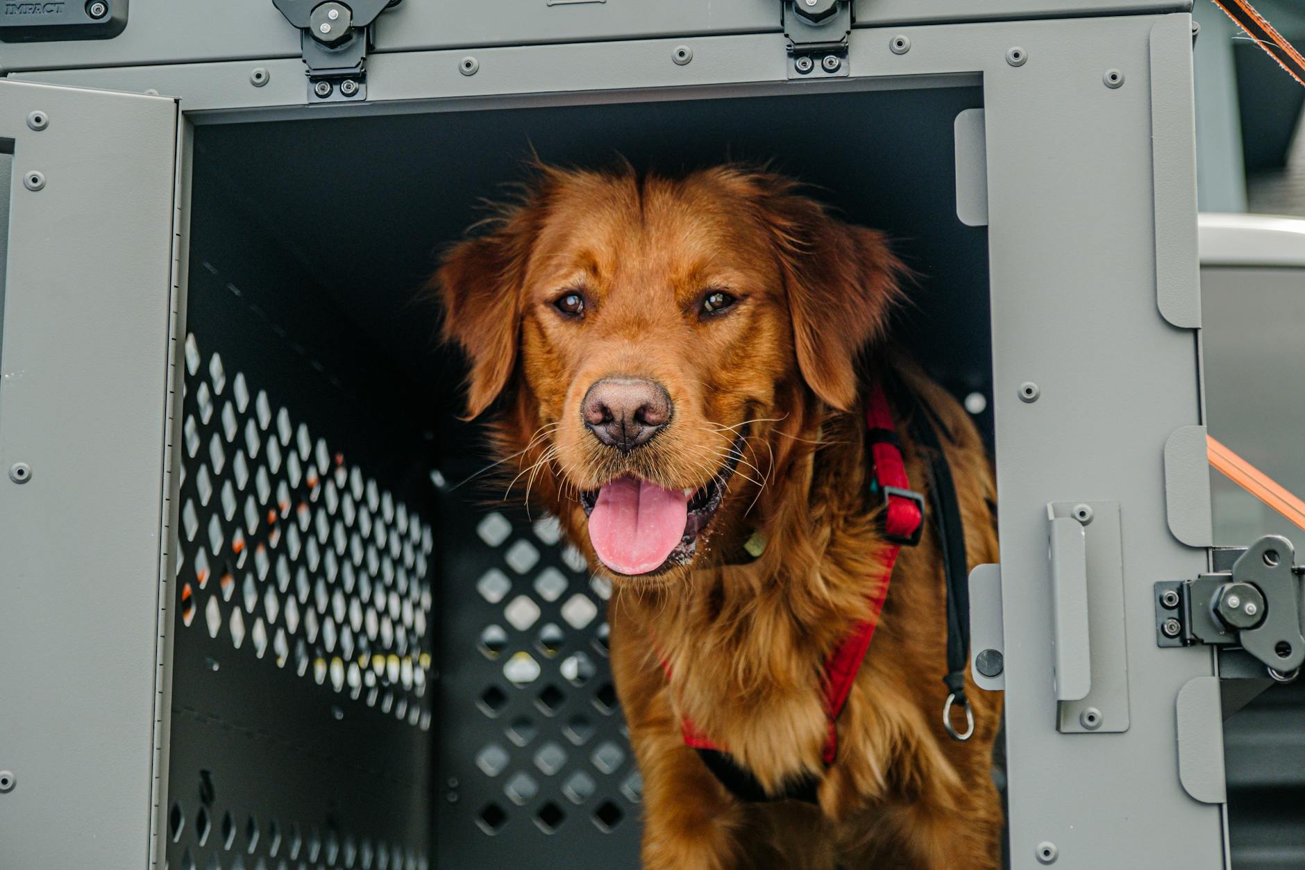 Portable dog kennel set up at a campsite