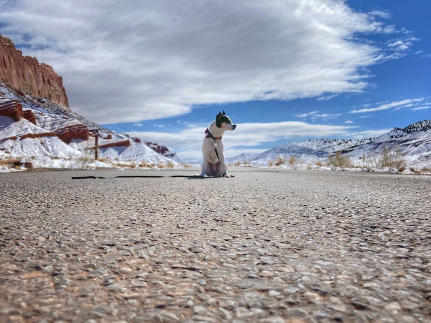 Dog enjoying a road trip adventure