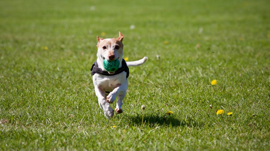 Active dog running through a green field showing why GPS tracking is essential
