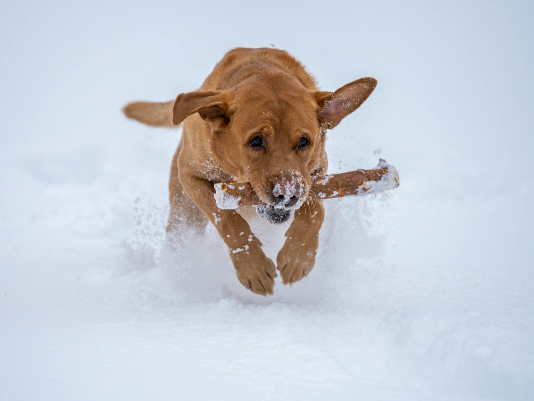 Dog playing in snow showing cold weather tolerance