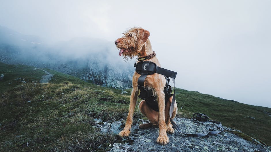 Dog wearing protective boots on a trail