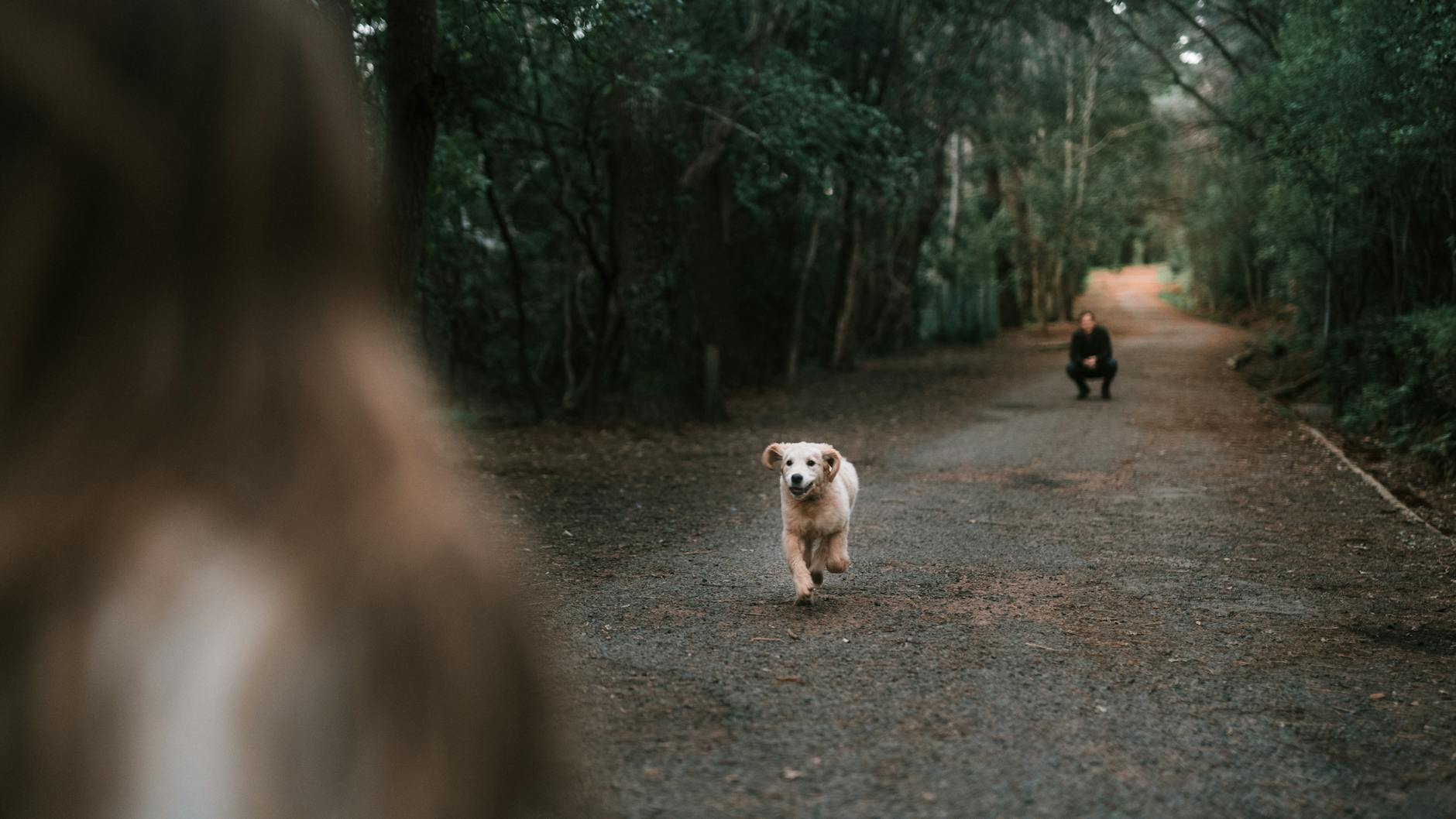 Dog running through a forest trail with proper harness gear