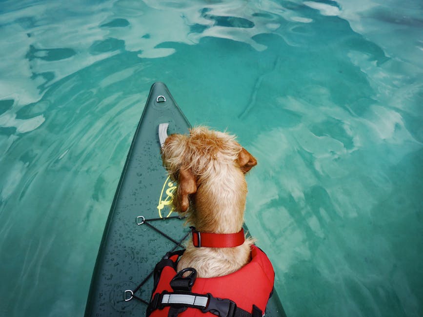 Dog with flotation vest near water
