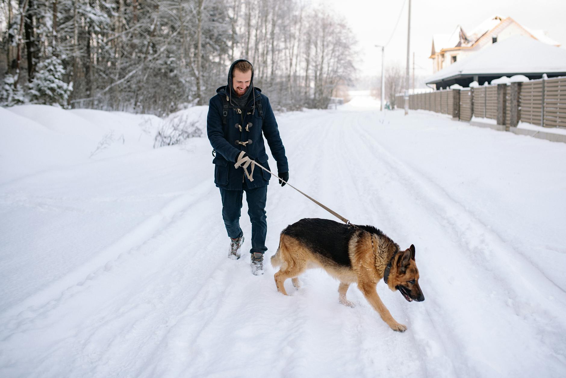 Dog wearing protective boots on winter trail