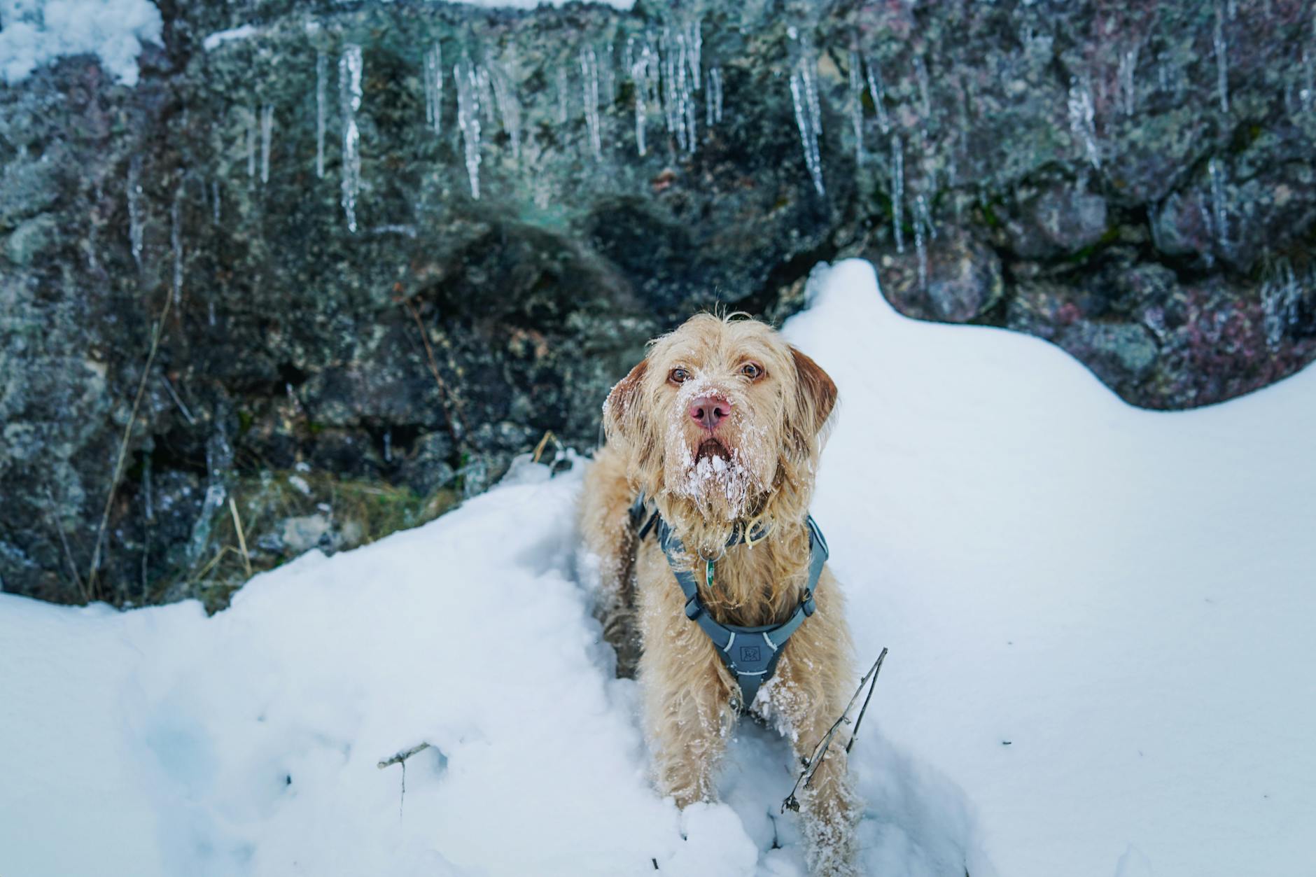 Dog wearing winter gear in snowy trail conditions