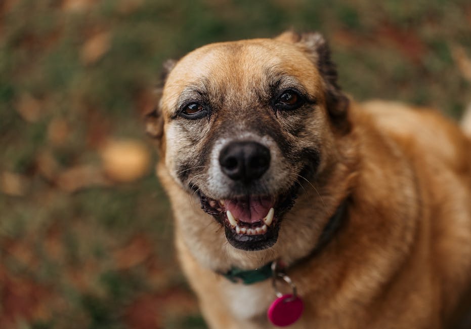 Happy brown dog wearing a collar and tag outdoors in a GPS-friendly open area
